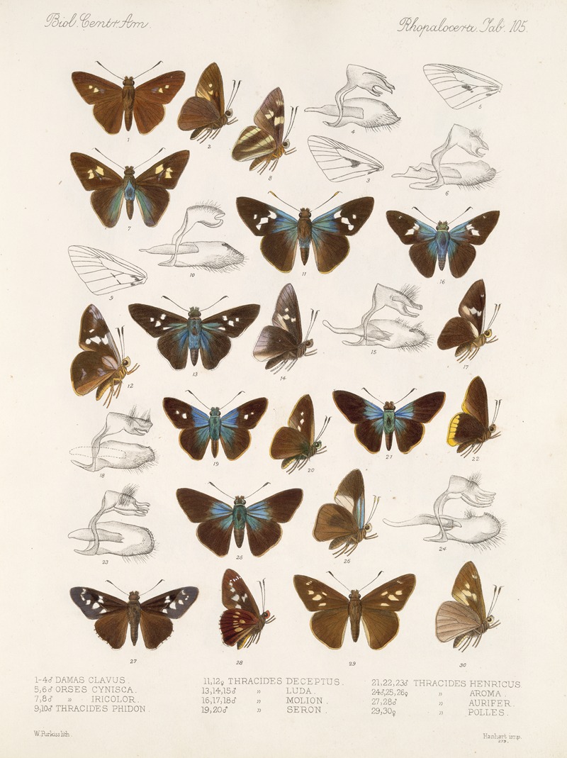 Frederick DuCane Godman - Insecta Lepidoptera-Rhopalocera Pl 106