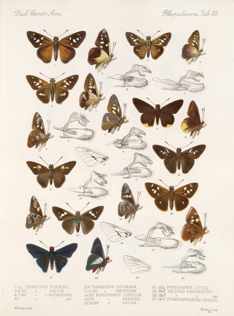 Frederick DuCane Godman - Insecta Lepidoptera-Rhopalocera Pl 107