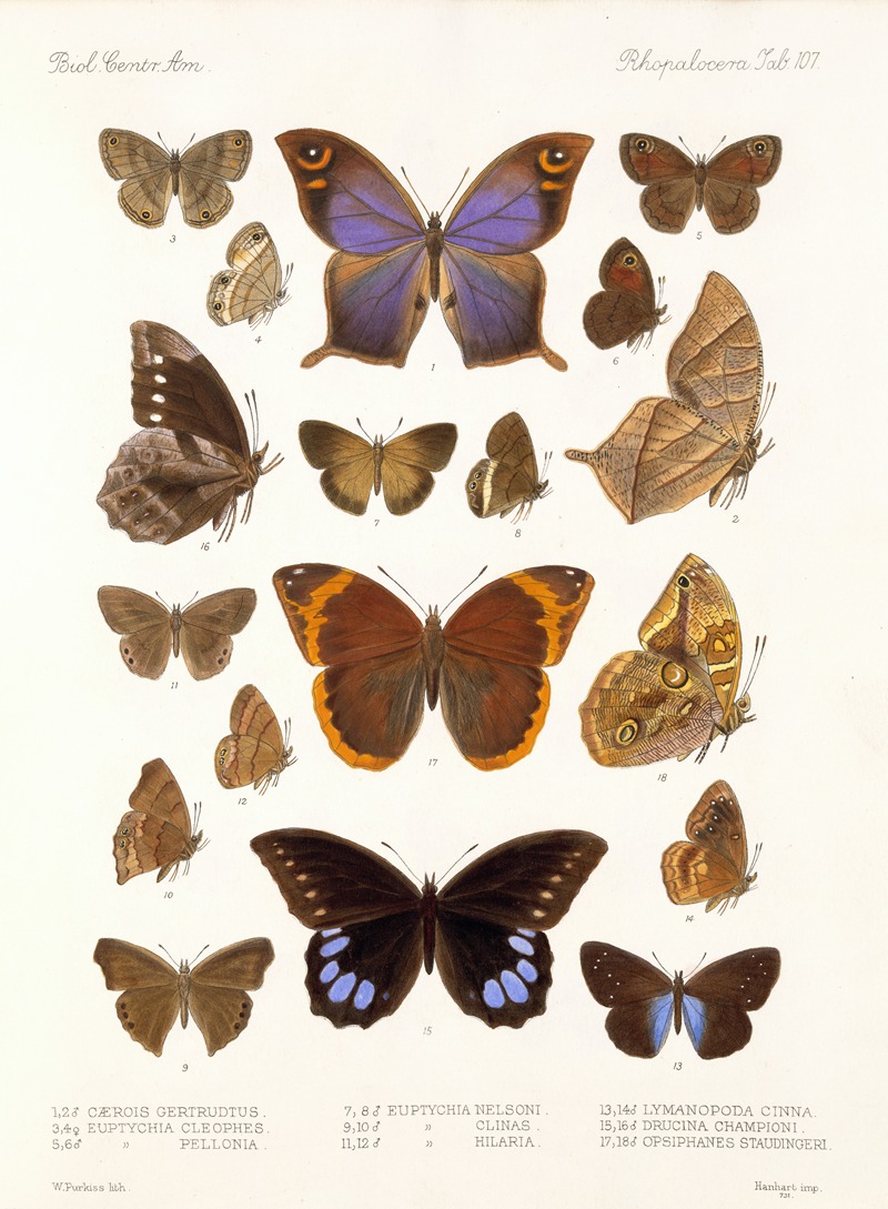 Frederick DuCane Godman - Insecta Lepidoptera-Rhopalocera Pl 108