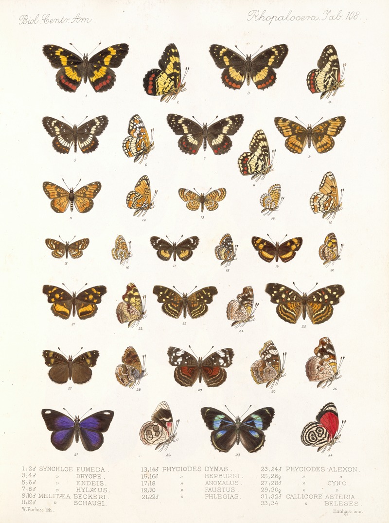 Frederick DuCane Godman - Insecta Lepidoptera-Rhopalocera Pl 109