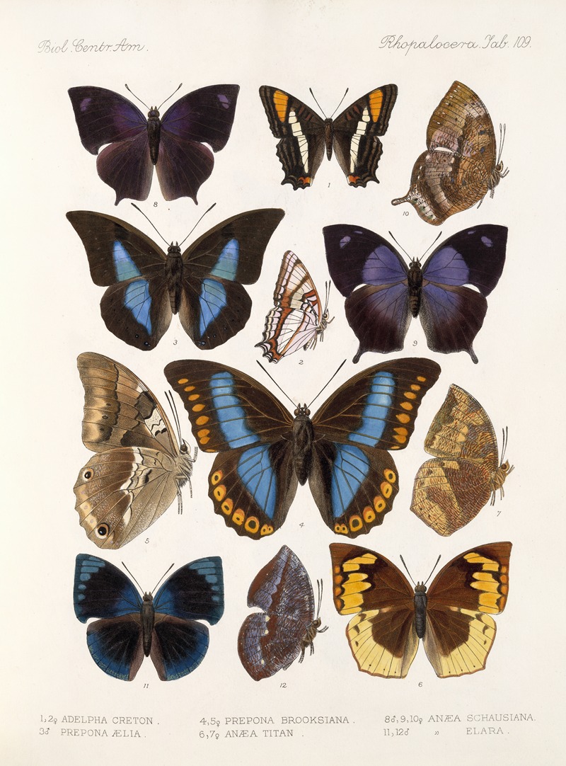 Frederick DuCane Godman - Insecta Lepidoptera-Rhopalocera Pl 110