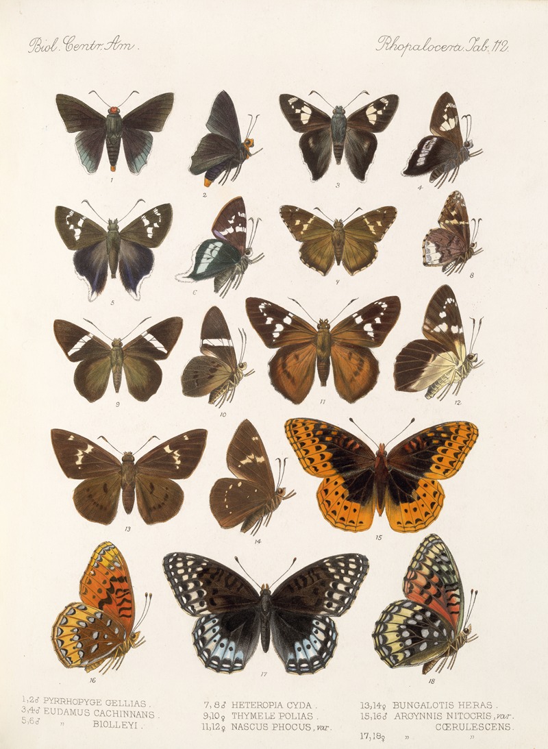 Frederick DuCane Godman - Insecta Lepidoptera-Rhopalocera Pl 113