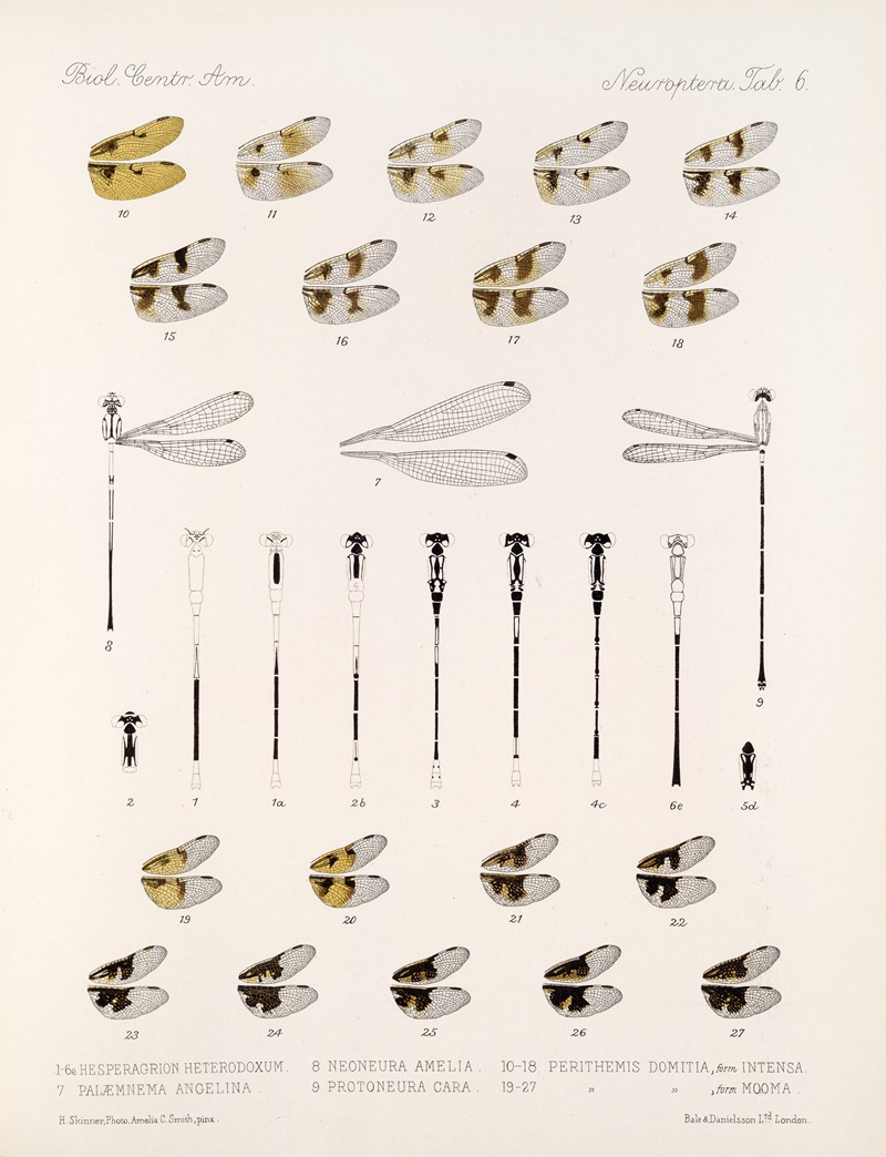 Frederick DuCane Godman - Insecta Neuroptera Pl 3
