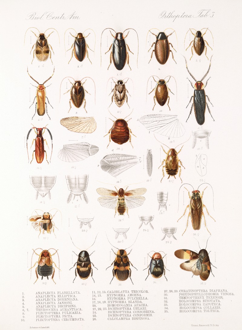 Frederick DuCane Godman - Insecta Orthoptera Pl 1