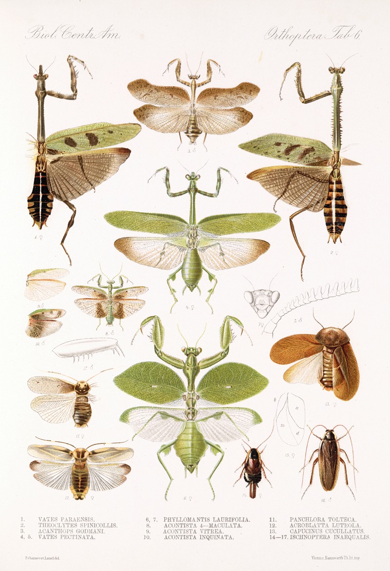 Insecta Orthoptera Pl 2 by Frederick DuCane Godman - Artvee