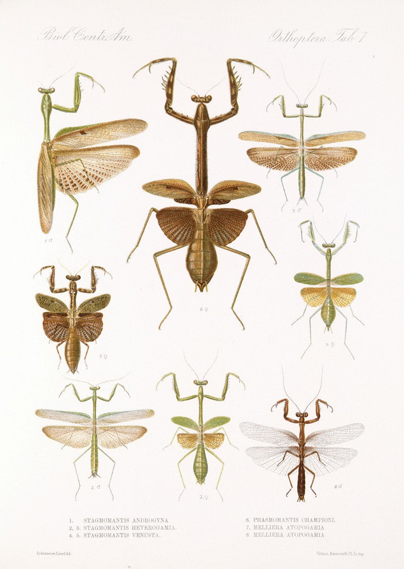 Frederick DuCane Godman - Insecta Orthoptera Pl 3