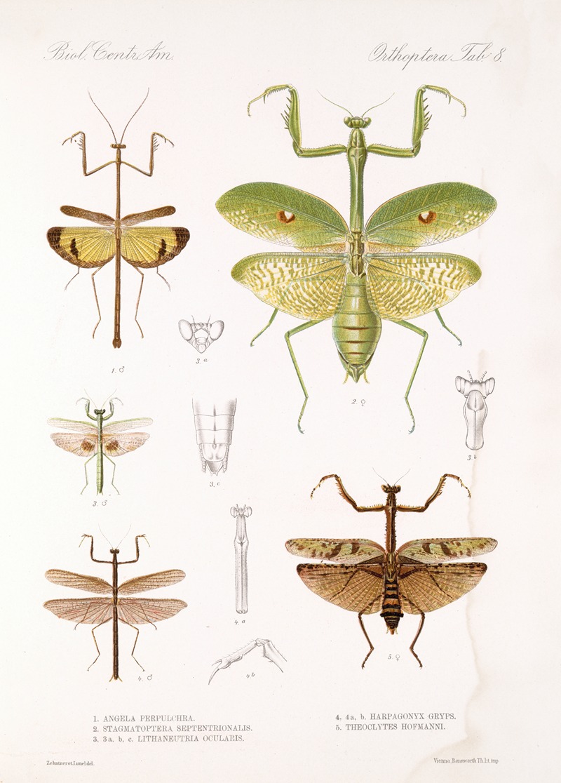 Frederick DuCane Godman - Insecta Orthoptera Pl 4