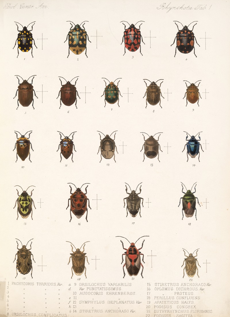 Frederick DuCane Godman - Insecta Rhynchota Hemiptera-Heteroptera Pl 01