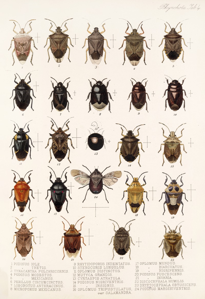 Frederick DuCane Godman - Insecta Rhynchota Hemiptera-Heteroptera Pl 04