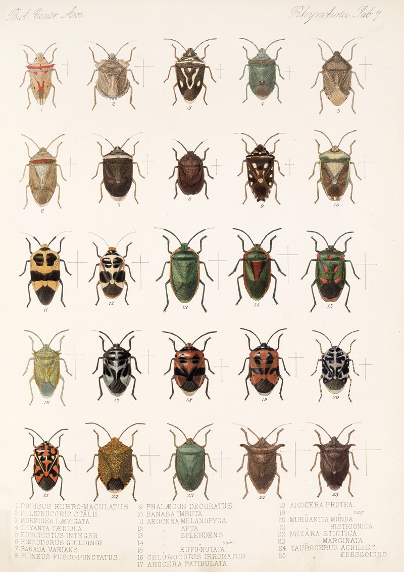 Frederick DuCane Godman - Insecta Rhynchota Hemiptera-Heteroptera Pl 07