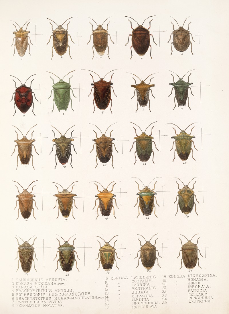 Frederick DuCane Godman - Insecta Rhynchota Hemiptera-Heteroptera Pl 08