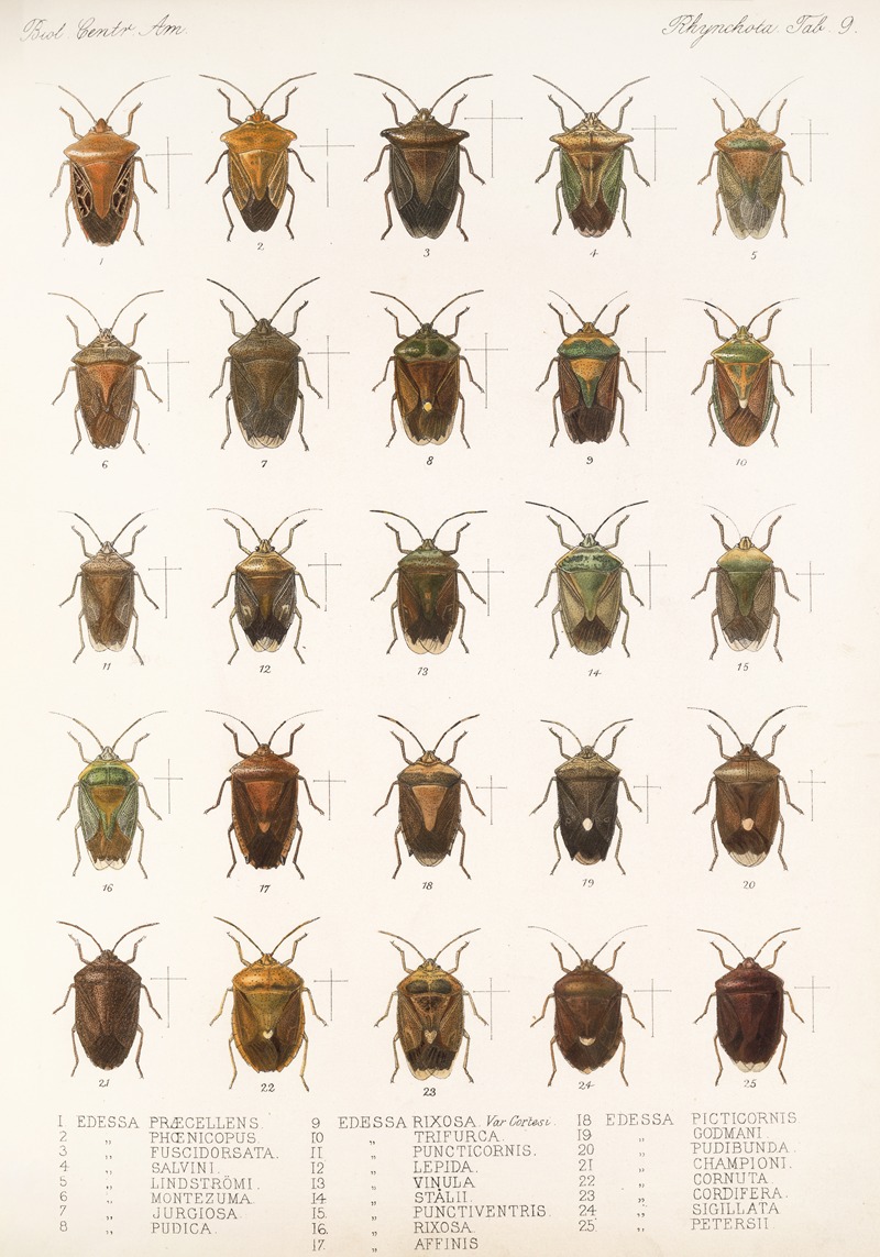 Frederick DuCane Godman - Insecta Rhynchota Hemiptera-Heteroptera Pl 09