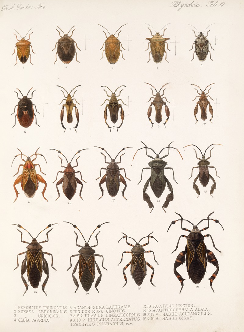 Frederick DuCane Godman - Insecta Rhynchota Hemiptera-Heteroptera Pl 10