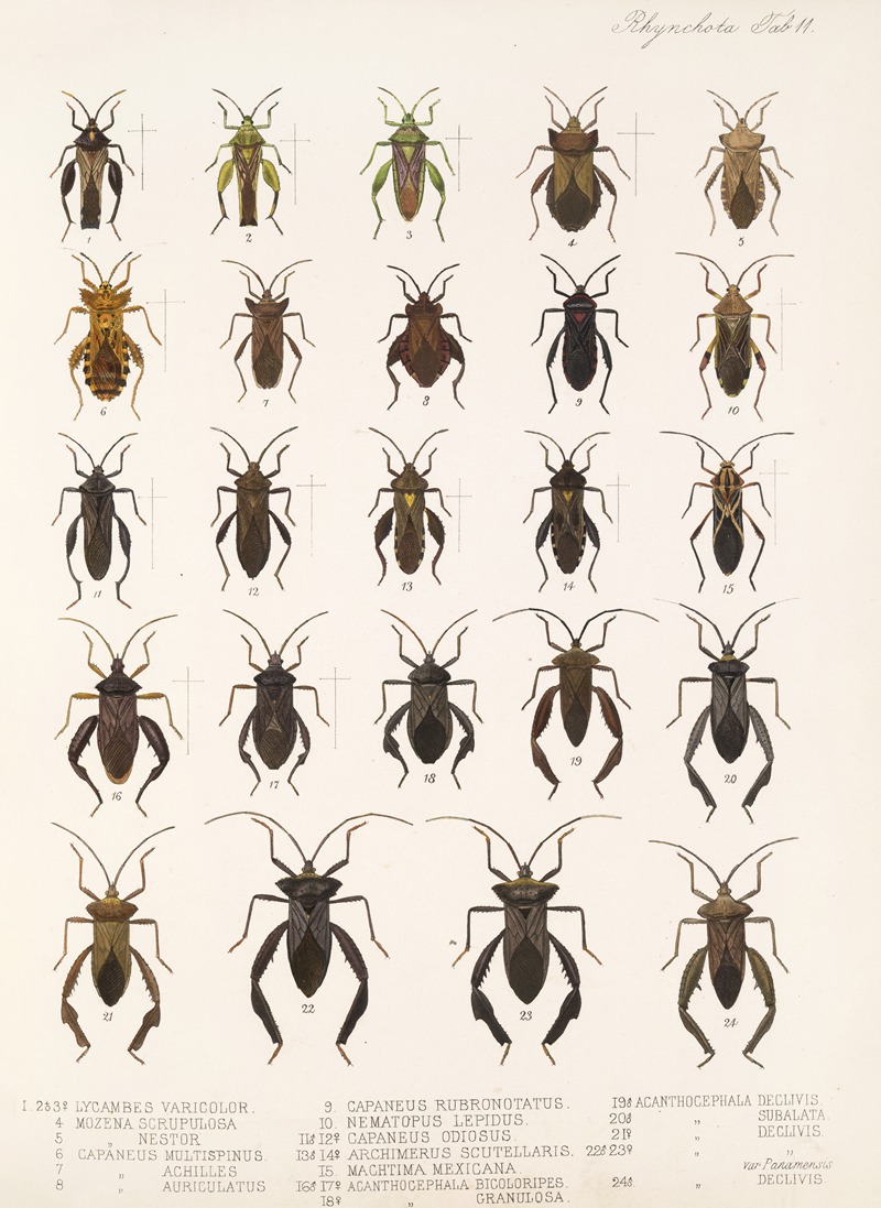 Frederick DuCane Godman - Insecta Rhynchota Hemiptera-Heteroptera Pl 11