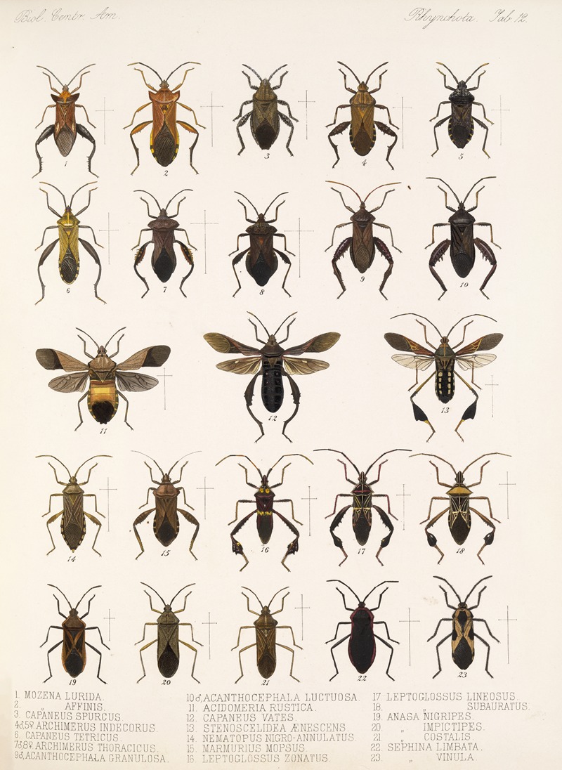 Frederick DuCane Godman - Insecta Rhynchota Hemiptera-Heteroptera Pl 12