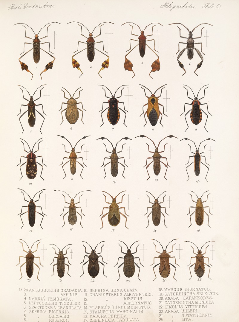 Frederick DuCane Godman - Insecta Rhynchota Hemiptera-Heteroptera Pl 13