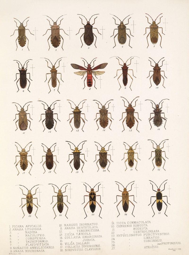 Frederick DuCane Godman - Insecta Rhynchota Hemiptera-Heteroptera Pl 14