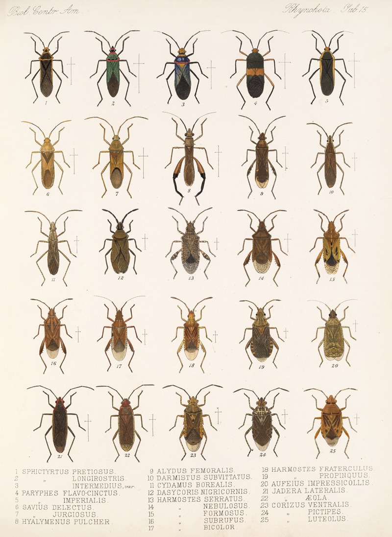 Frederick DuCane Godman - Insecta Rhynchota Hemiptera-Heteroptera Pl 15