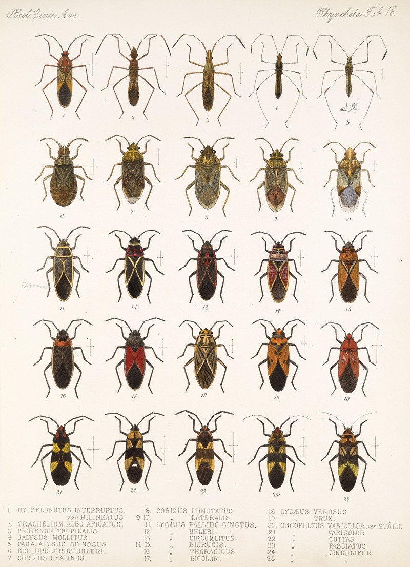 Frederick DuCane Godman - Insecta Rhynchota Hemiptera-Heteroptera Pl 16