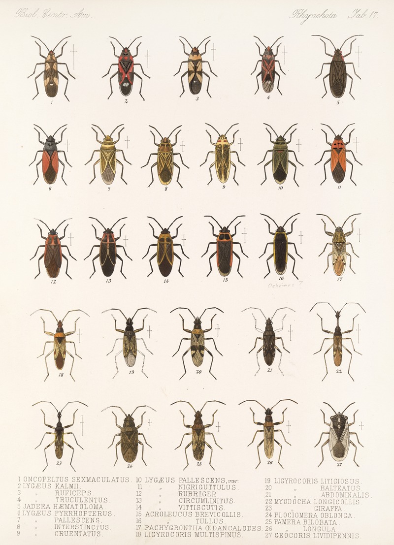 Frederick DuCane Godman - Insecta Rhynchota Hemiptera-Heteroptera Pl 17