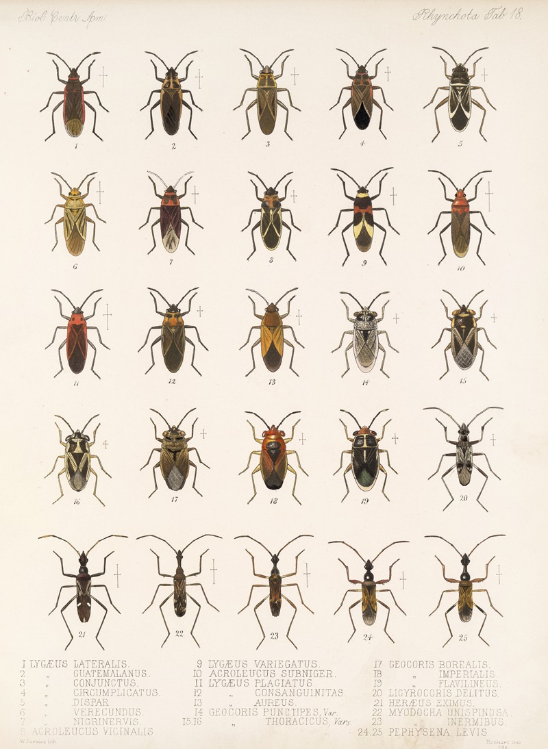 Frederick DuCane Godman - Insecta Rhynchota Hemiptera-Heteroptera Pl 18