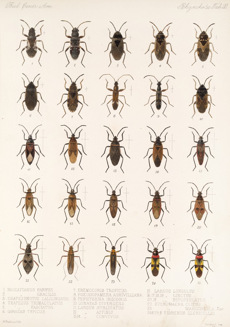 Frederick DuCane Godman - Insecta Rhynchota Hemiptera-Heteroptera Pl 20