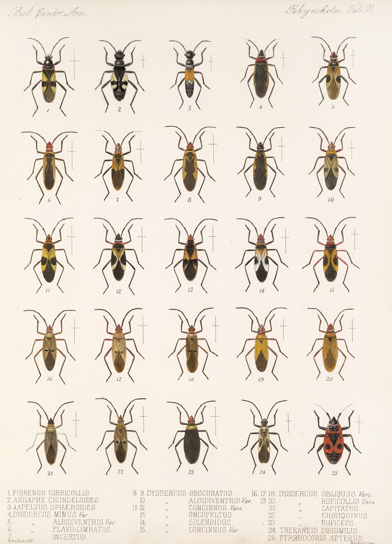 Frederick DuCane Godman - Insecta Rhynchota Hemiptera-Heteroptera Pl 21