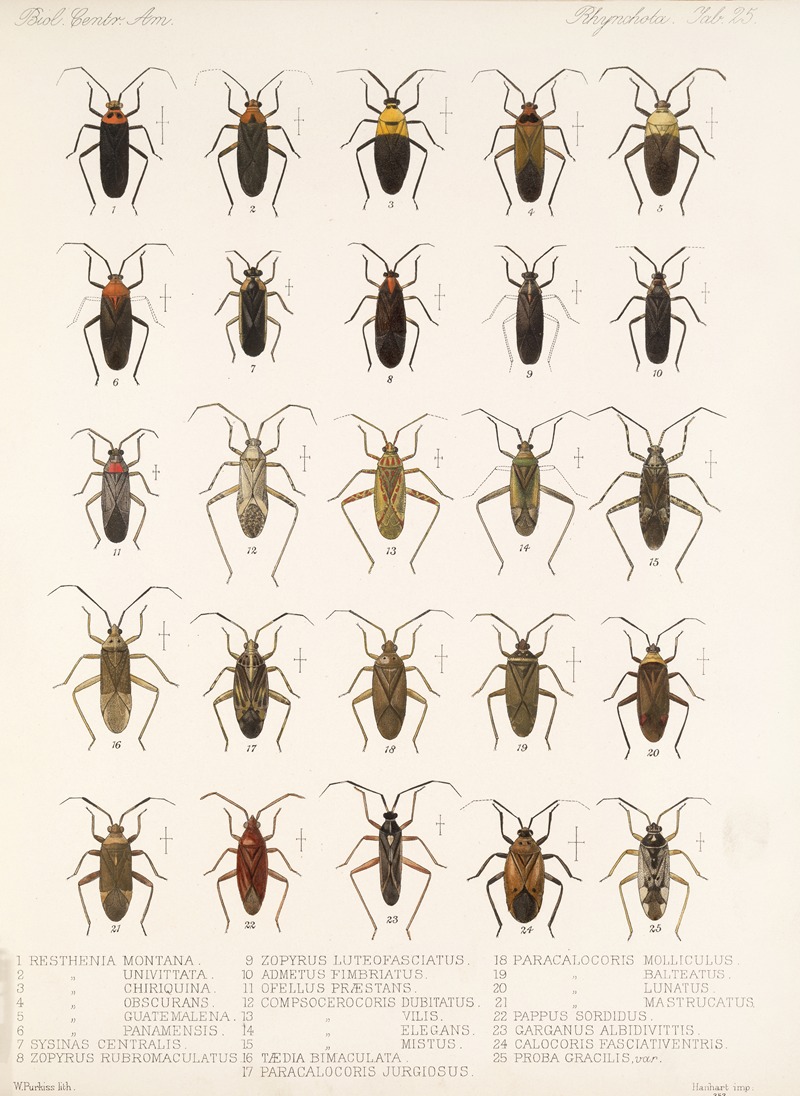 Frederick DuCane Godman - Insecta Rhynchota Hemiptera-Heteroptera Pl 25
