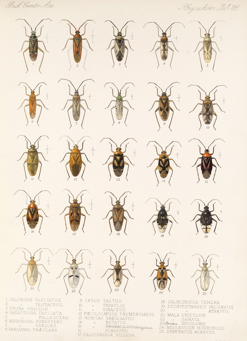 Frederick DuCane Godman - Insecta Rhynchota Hemiptera-Heteroptera Pl 26