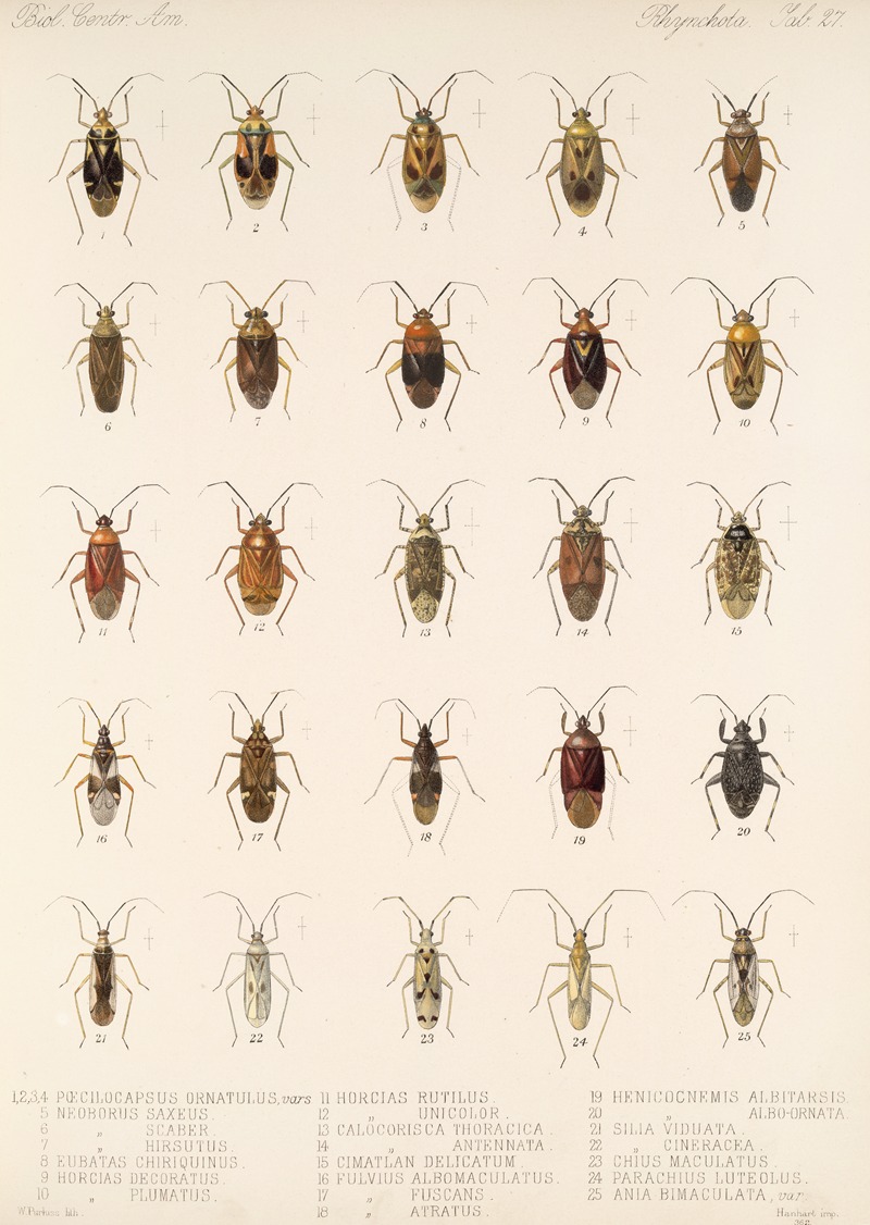 Frederick DuCane Godman - Insecta Rhynchota Hemiptera-Heteroptera Pl 27
