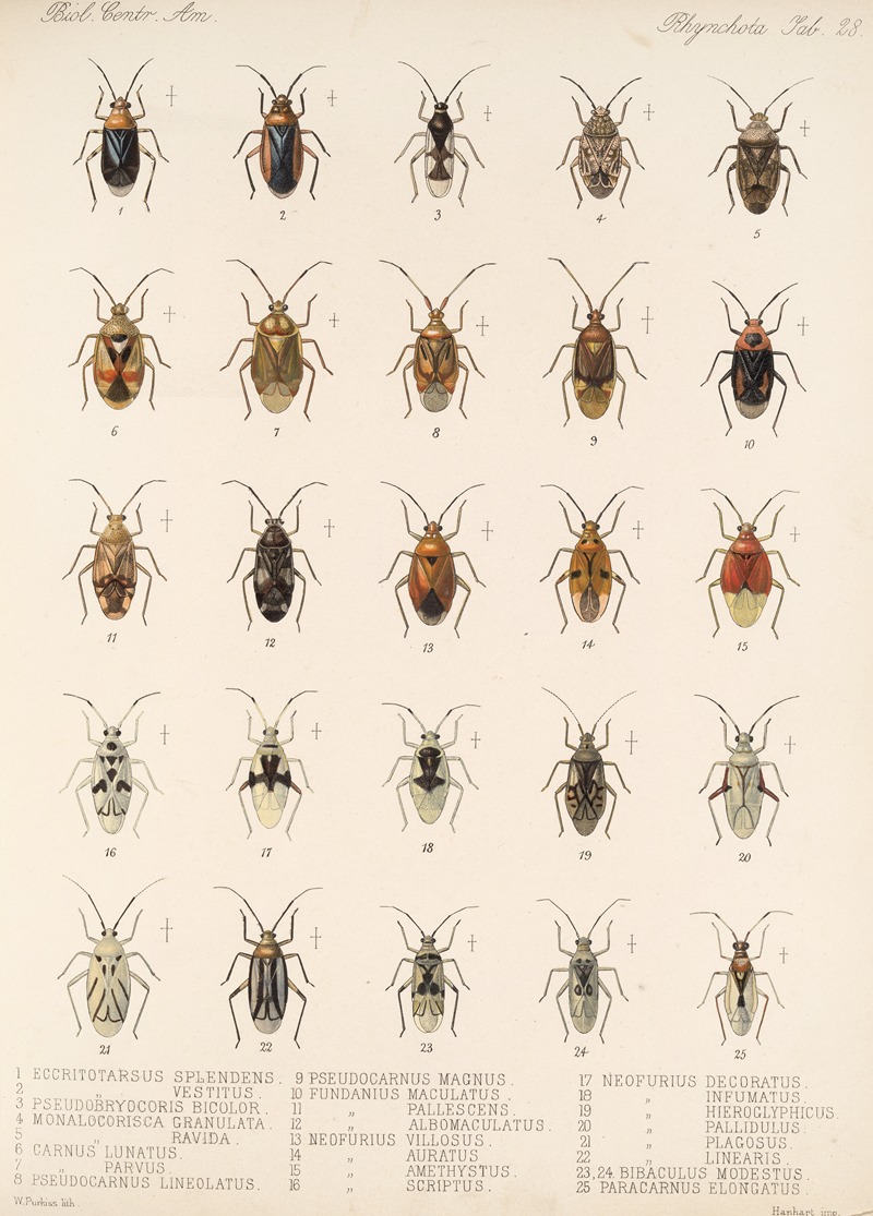 Frederick DuCane Godman - Insecta Rhynchota Hemiptera-Heteroptera Pl 28