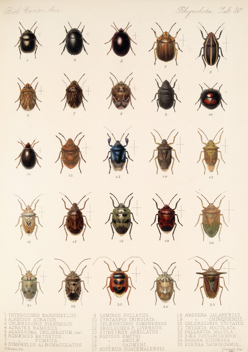 Frederick DuCane Godman - Insecta Rhynchota Hemiptera-Heteroptera Pl 30