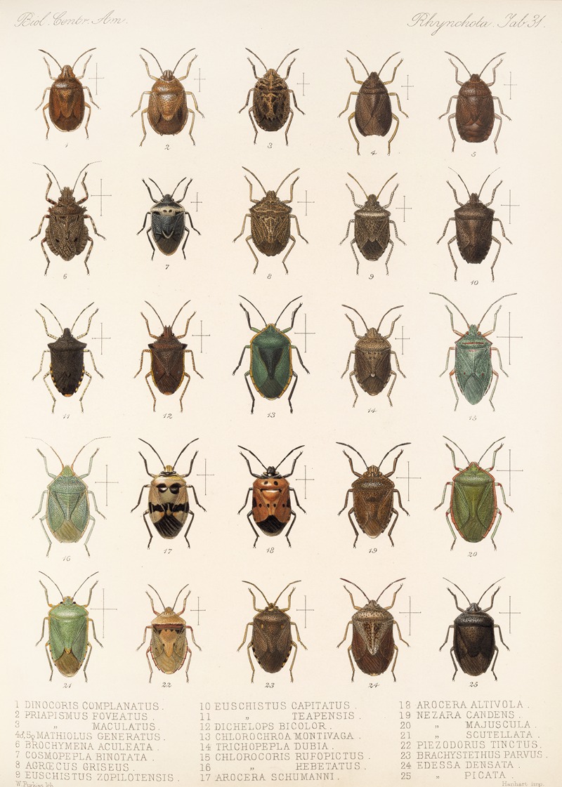 Frederick DuCane Godman - Insecta Rhynchota Hemiptera-Heteroptera Pl 31