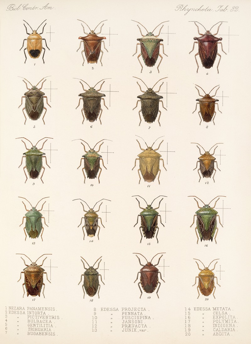 Frederick DuCane Godman - Insecta Rhynchota Hemiptera-Heteroptera Pl 32