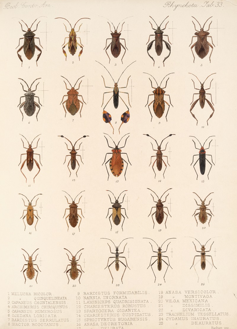 Frederick DuCane Godman - Insecta Rhynchota Hemiptera-Heteroptera Pl 33