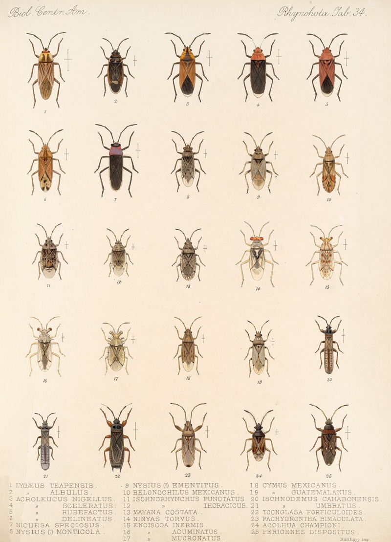 Frederick DuCane Godman - Insecta Rhynchota Hemiptera-Heteroptera Pl 34