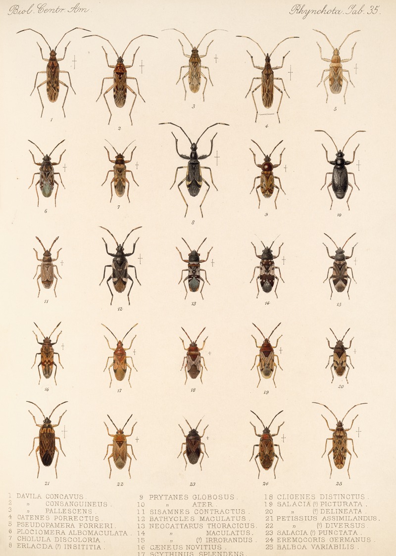 Frederick DuCane Godman - Insecta Rhynchota Hemiptera-Heteroptera Pl 35