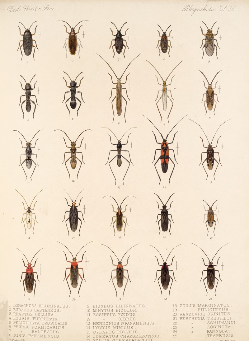 Frederick DuCane Godman - Insecta Rhynchota Hemiptera-Heteroptera Pl 36