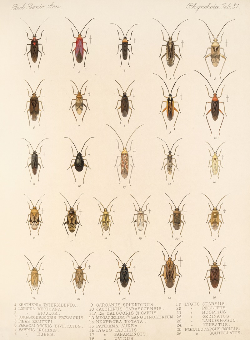 Frederick DuCane Godman - Insecta Rhynchota Hemiptera-Heteroptera Pl 37
