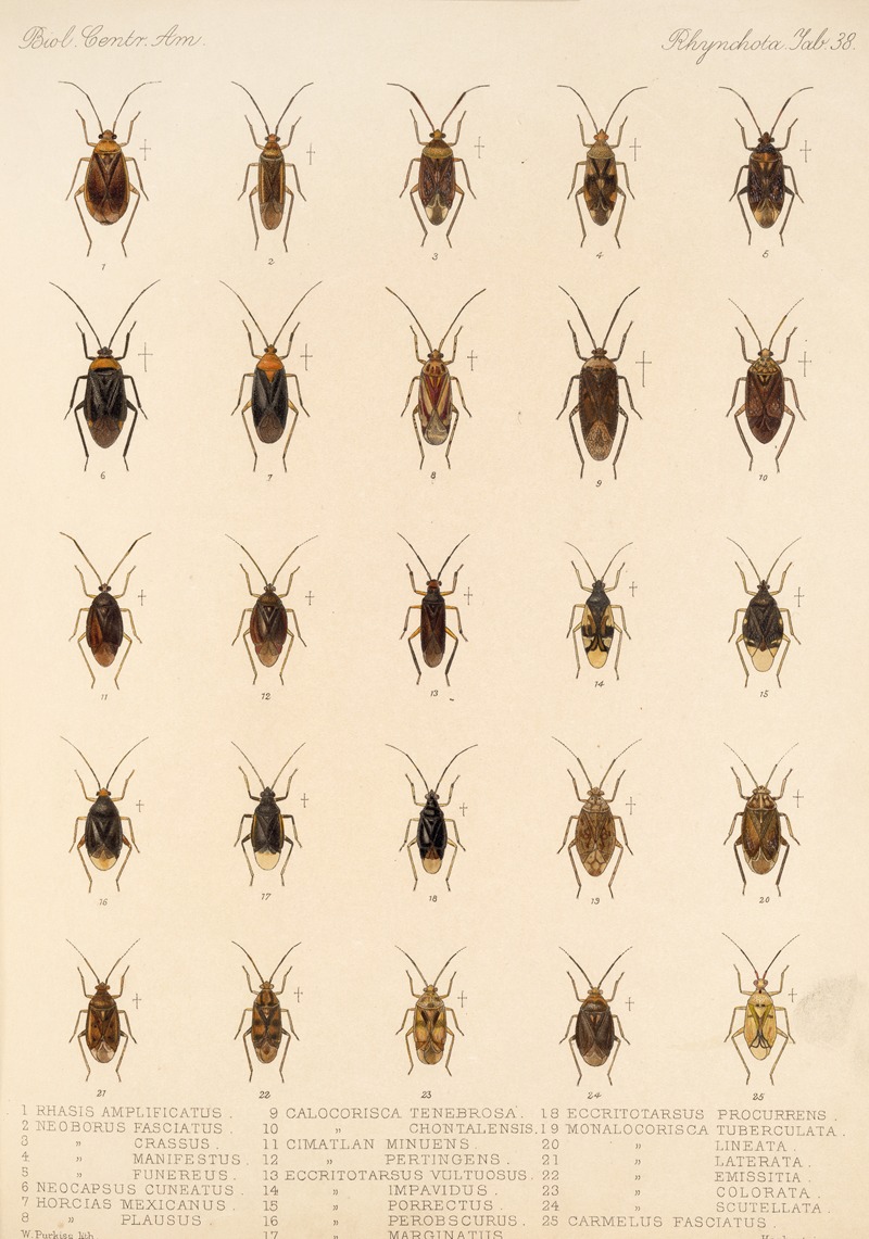 Frederick DuCane Godman - Insecta Rhynchota Hemiptera-Heteroptera Pl 38