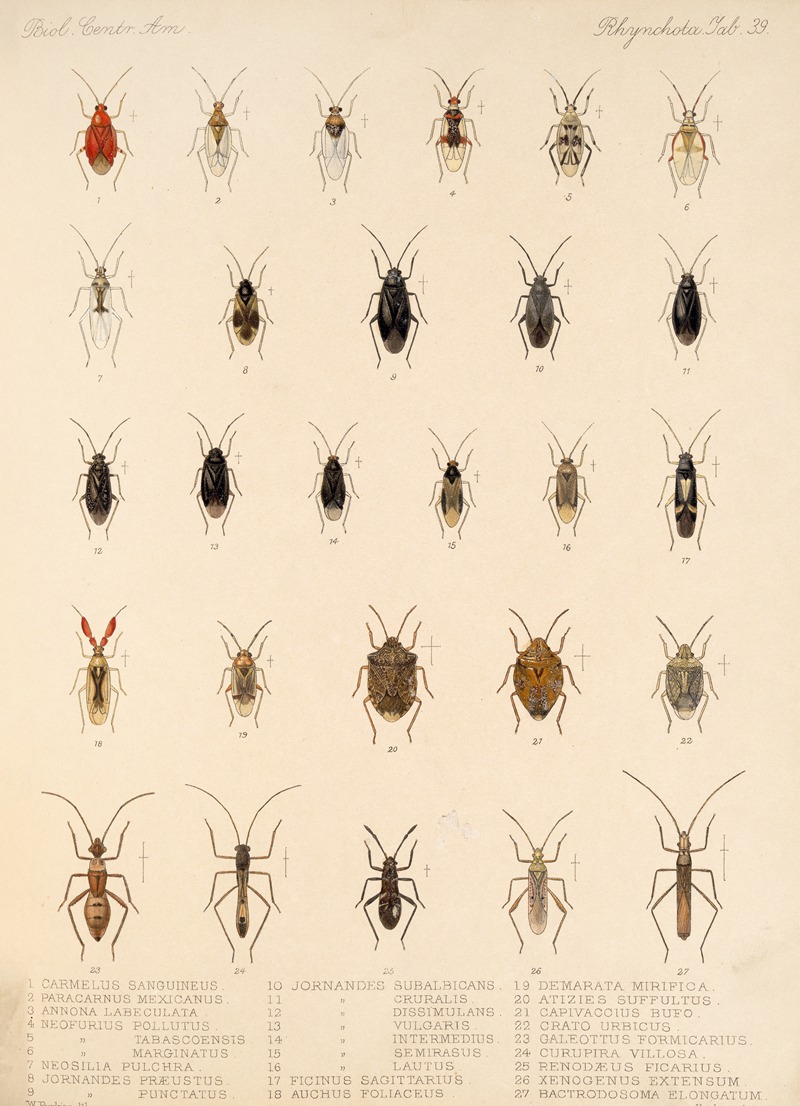 Frederick DuCane Godman - Insecta Rhynchota Hemiptera-Heteroptera Pl 39
