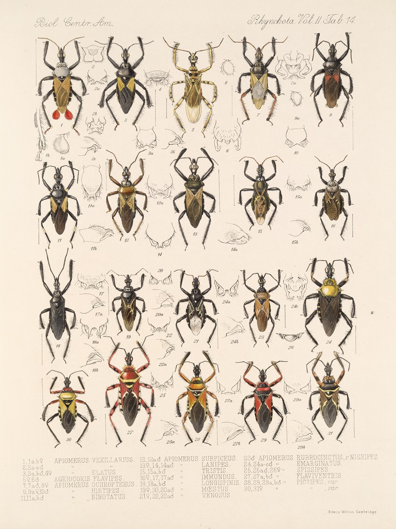 Frederick DuCane Godman - Insecta Rhynchota Hemiptera-Heteroptera Pl 40