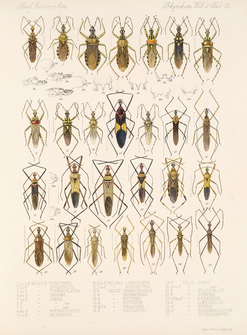 Frederick DuCane Godman - Insecta Rhynchota Hemiptera-Heteroptera Pl 41
