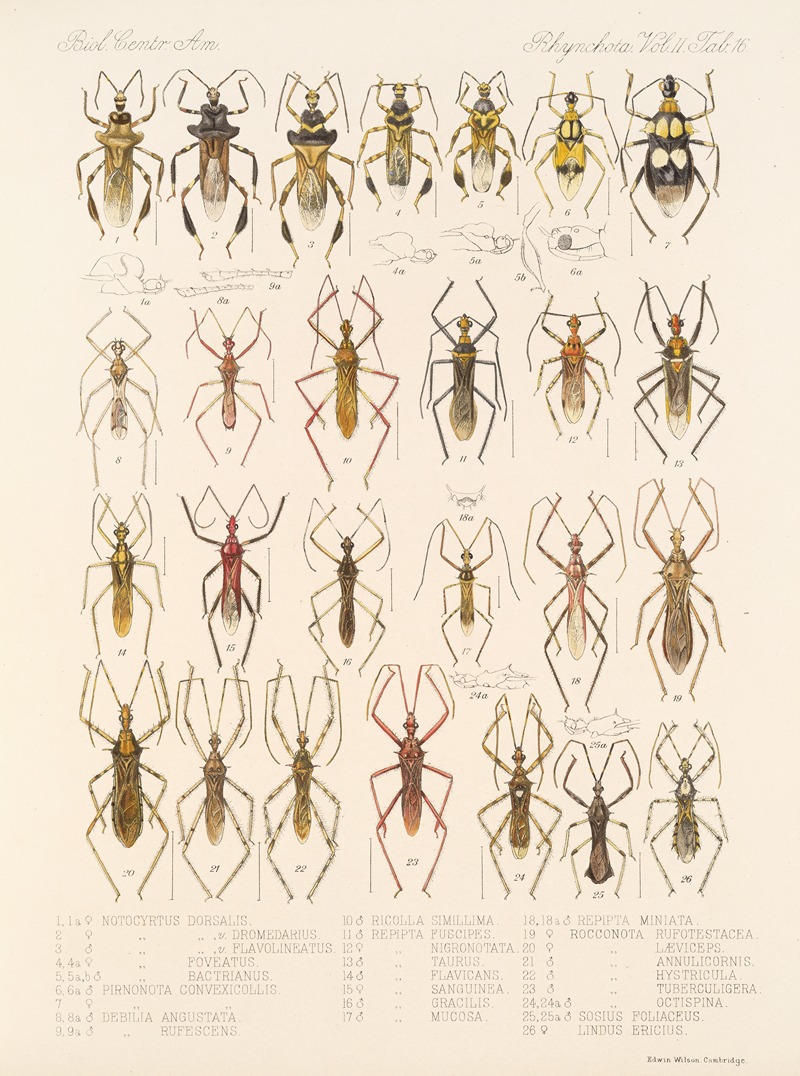 Frederick DuCane Godman - Insecta Rhynchota Hemiptera-Heteroptera Pl 42