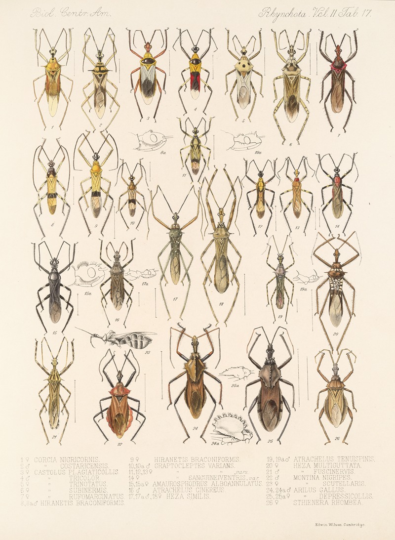 Frederick DuCane Godman - Insecta Rhynchota Hemiptera-Heteroptera Pl 43