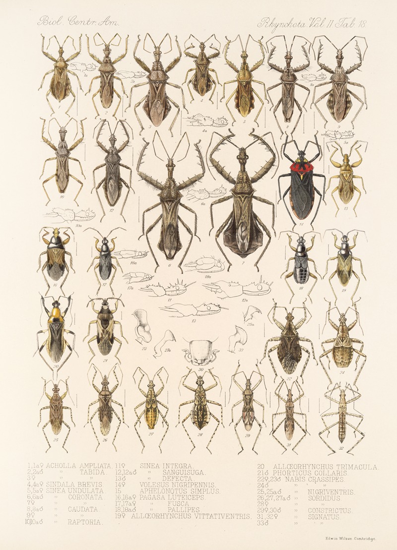 Frederick DuCane Godman - Insecta Rhynchota Hemiptera-Heteroptera Pl 44
