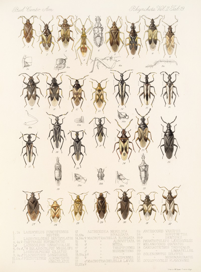 Frederick DuCane Godman - Insecta Rhynchota Hemiptera-Heteroptera Pl 45