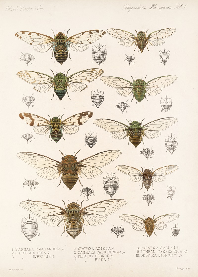 Frederick DuCane Godman - Insecta Rhynchota Hemiptera-Homoptera Pl 01