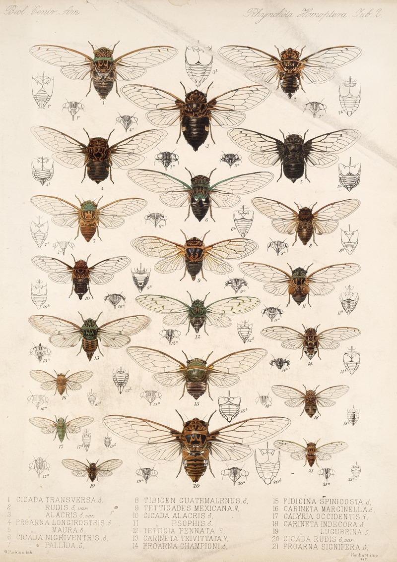 Frederick DuCane Godman - Insecta Rhynchota Hemiptera-Homoptera Pl 02