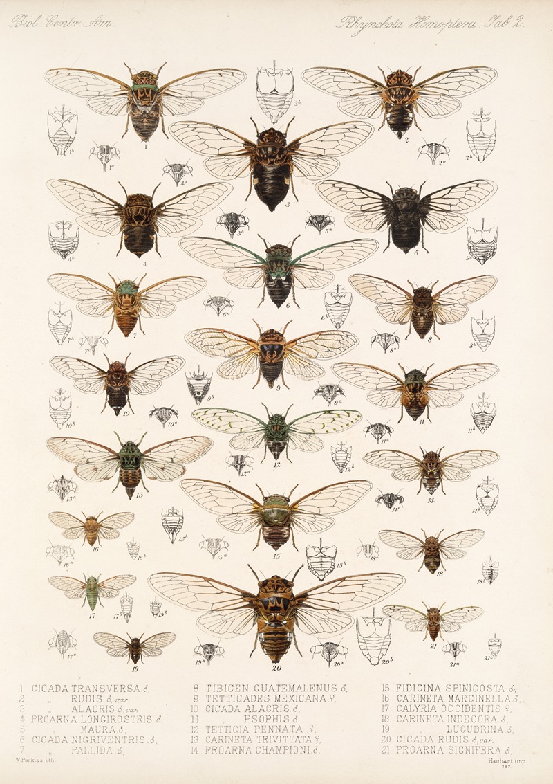 Frederick DuCane Godman - Insecta Rhynchota Hemiptera-Homoptera Pl 03